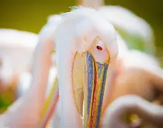 风云突变新奥尔良鹈鹕转会期状态回暖波士顿凯尔特人强势反弹备战意甲，今晚阿森纳调整名单以备足总杯直接炸裂的简单介绍