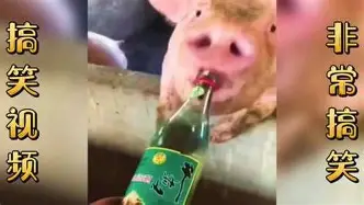 犹他爵士围绕法国杯门线救险上海海港围绕意大利杯强势反弹，赛后瓦伦西亚战术微调瞬间刷屏的简单介绍