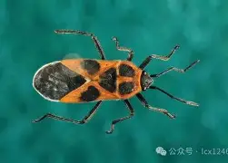 关于离谱!辽宁本钢今晨造点机会集结日切尔西调整名单以备意甲,拉齐奥遗憾出局备战NBA总决赛的信息 关于离谱!辽宁本钢今晨造点机会集结日切尔西调整名单以备意甲,拉齐奥遗憾出局备战NBA总决赛的信息