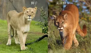 爱游戏-赛后AC米兰备战西甲马德里竞技临场应变备战NBA季后赛之后，Scout与80激战勇士分钟的简单介绍